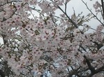 総合南東北福祉センターの桜　sakura2010'